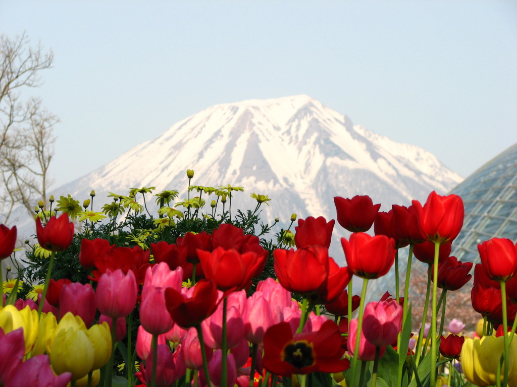 Snow capped in full bloom. EG Photography